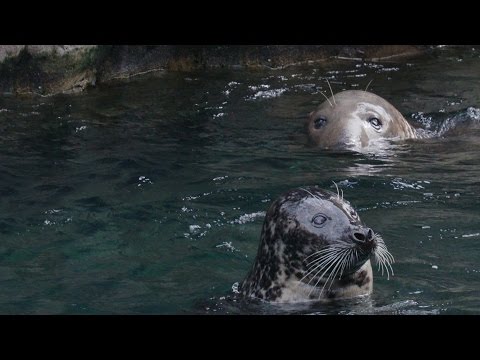 Video: Sea lions… How are they different from other seals?