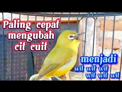 Pleci dakun pacitan nembak materi