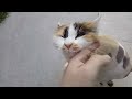 Cute Cat
