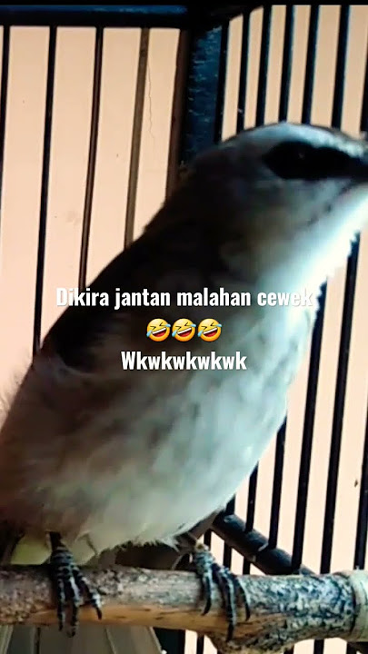 ropelan kasar trucuk betina gacor sangat mirip jantan
