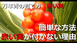 【万年青の赤い実をつける簡単な方法　2つ　初心者向け】【なぜ万年青に赤い実がつかないのか？理由3つ　ステップアップの方向け】【万年青の豊明園】【How to Get Red Fruits】