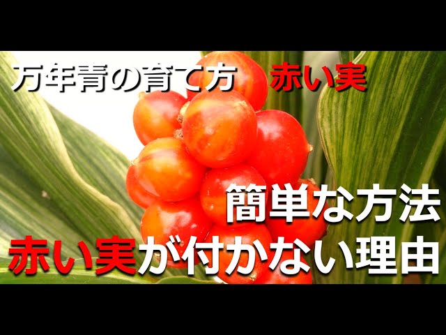 万年青の赤い実が成らない理由3つ もともと実の付かない品種 まだ実を成らせる力がない 受粉が出来ていない 万年青の豊明園 Why Omoto Does Not Bear Fruit Youtube