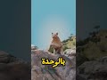 حمار هرب من أصحابه ليصبح ملك الأيائل الحقيقة المذهلة