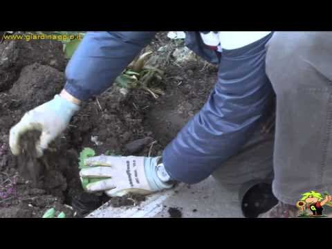 Video: La pianta d'appartamento della primula - Come coltivare la primula al chiuso