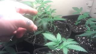Seedling and clone updates