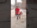 My Son Ch Hassan Zafar Khan with his Bakkra 🐐 today on Eid UL Azha #rajput #religion