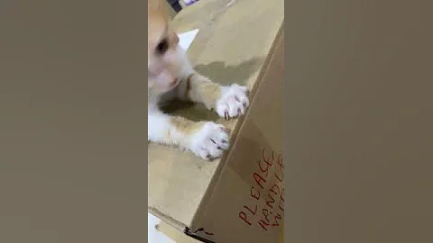 Video 8582421: little white cat, kittens domestic, cute little cat, haired kitten, kitten adoption