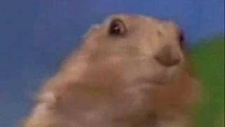 Funny Dramatic Chipmunk / Prairie Dog