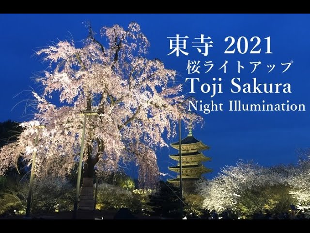 東寺桜ライトアップ21 Sakura Night Illumination At Toji Temple Youtube