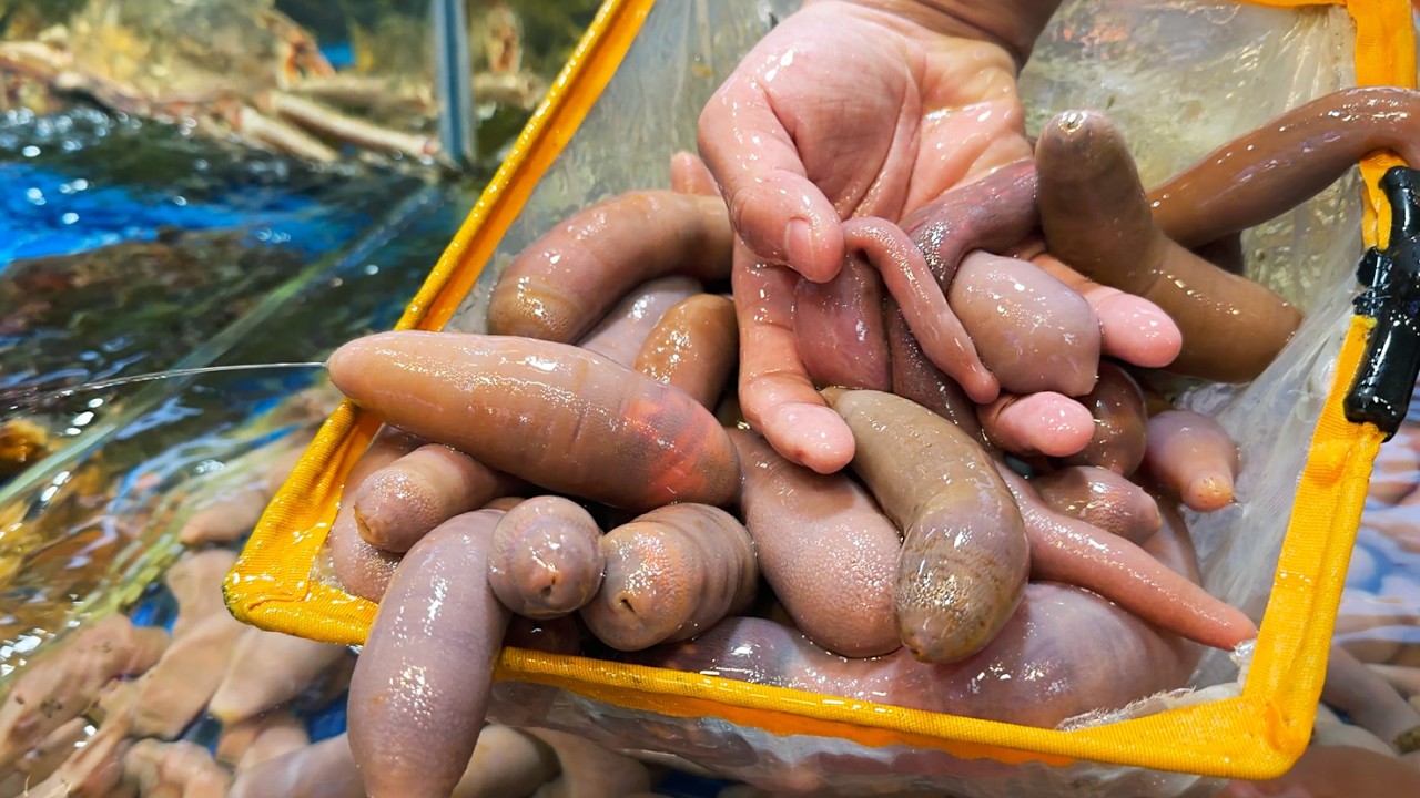 Chinese Street Food - PENIS FISH Xiamen Seafood China