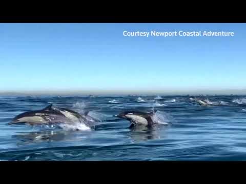 Thousands of dolphins 'stampede' off California coast