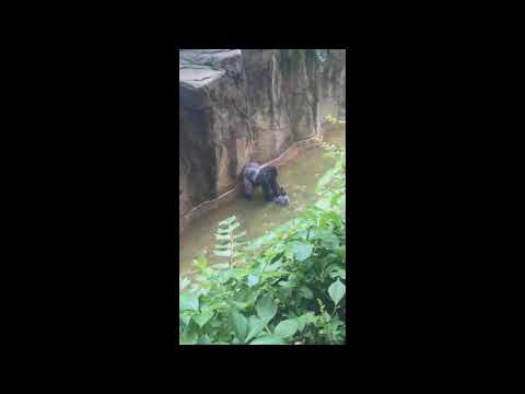 The final duel - Harambe vs Child [Leaked footage]
