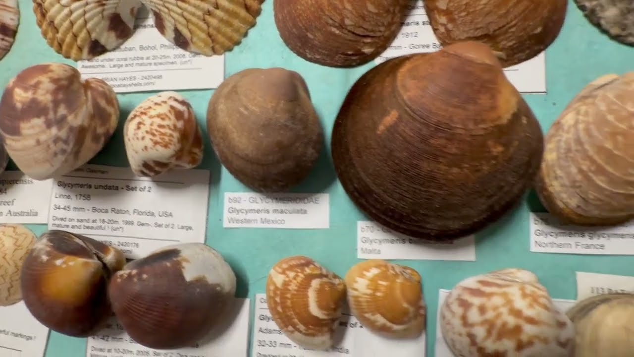 Моя коллекция морских ракушек. Видео 46: Cardidae, Carditidae, Arcidae, Glycymeridae