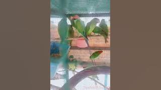 Sesangkar Burung Serindit & Burung Bayan Nuri