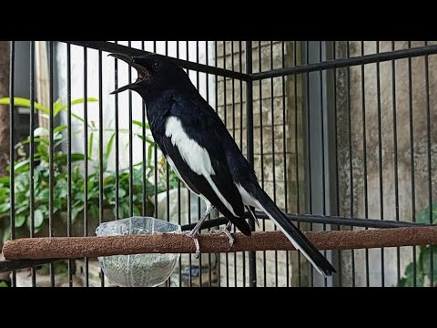 Suara kacer gacor ngotot, cocok untuk awalan pancingan di pagi hari, 99% nyaut ampuh!