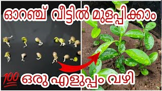 GROW ORANGE SEED IN YOUR GARDEN EASILY|Germinate orange seed |ഓറഞ്ച് വീട്ടിൽ മുളപ്പിക്കാം#youtube