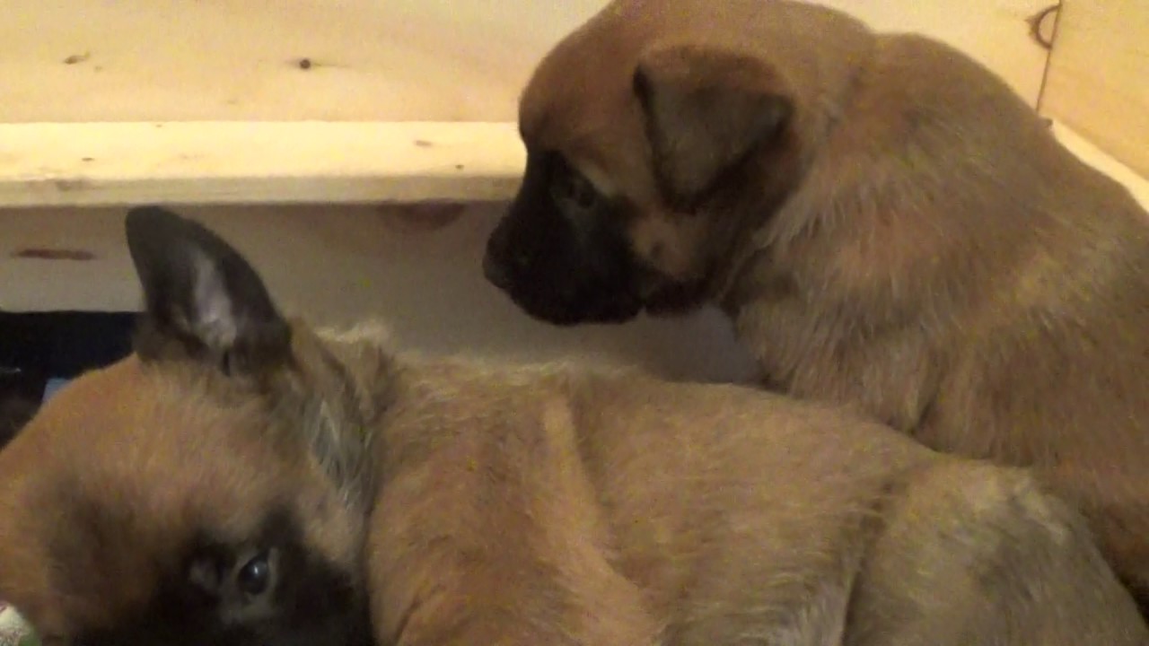 belgian malinois breeder california belgian malinois puppies for sale belgianmalinoispuppy com youtube belgian malinois breeder california belgian malinois puppies for sale belgianmalinoispuppy com youtube