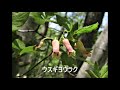 市間山~立岩山(♪カリブの花-かぐや姫カバー)