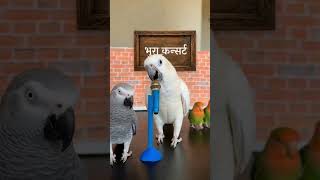 🦜🎶 Welcome to Bhura's Live Concert Show!#musicconcert #funnyparrot #funnybirds #musicshow