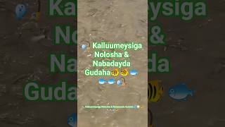 Kalluumeysiga Nolosha Nabadayda Gudaha