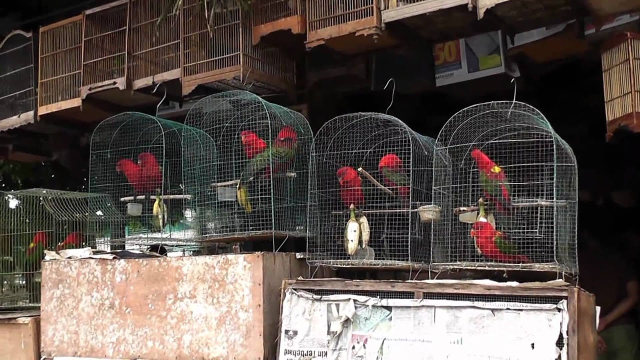 Red And Green Parrots Pramuka Animal Market Indonesia