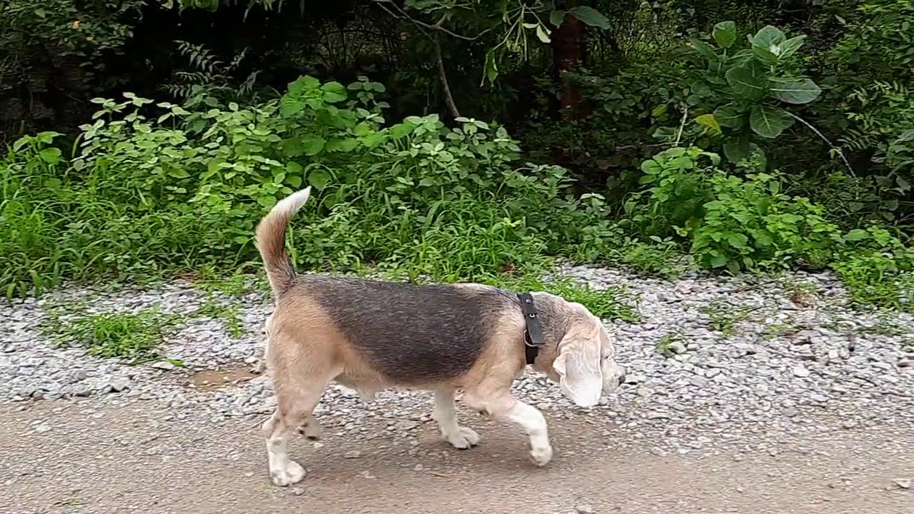 Bicolor Beagle on a walk video 