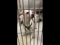 Forest has a neurological condition, but it doesn't slow him down! (ID# 1234917)