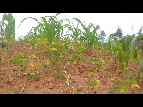 Abahinzi baravuga ko baterwa igihombo n'ihindagurika ry'ikirere - YouTube
