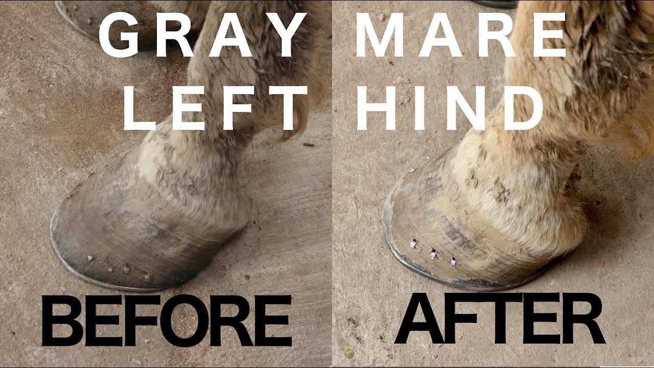 GRAY MARE'S NEW SHOES LEFT HIND - RJF