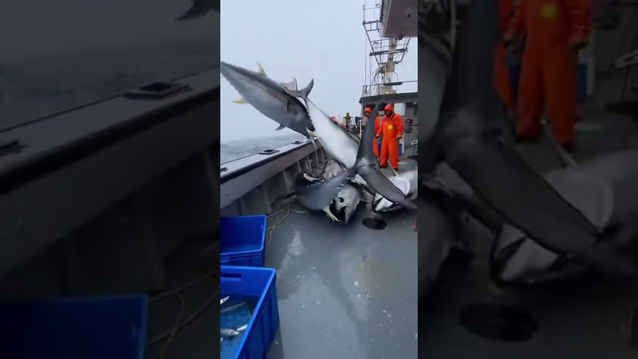 “MOVE!” Dozens of Yellowfin Tuna Slam Onto the Deck