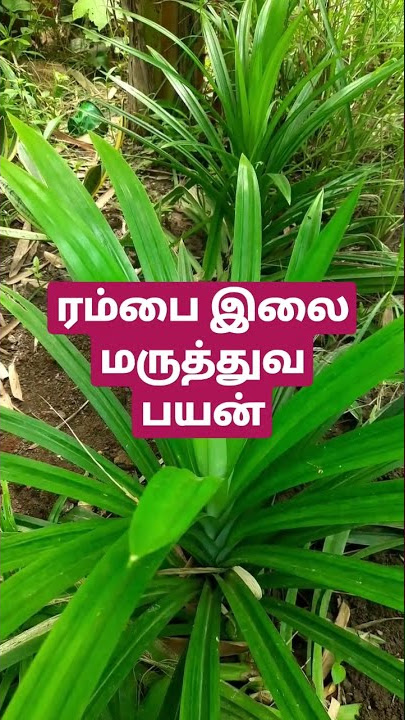 ரம்பை  இலை  மருத்துவ பயன்