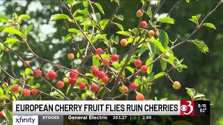 Invasive fruit flies ruin cherries, experts warn