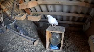 Дело в зиму, а голуби на яйца... Николаевские голуби Романа Титенко, Украина, Запорожье.