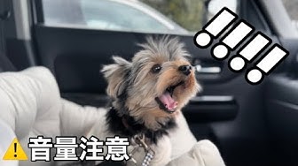 ヨークシャーテリア Youtube