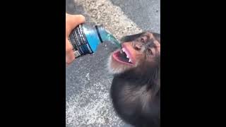 Monkey #shorts #memes #monkey #rofl