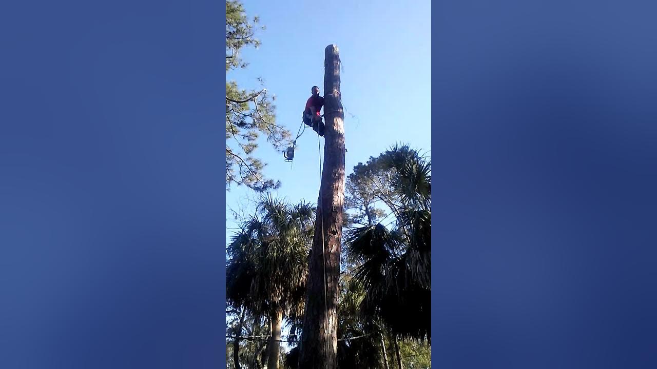 Affordable tree service Savannah GA YouTube