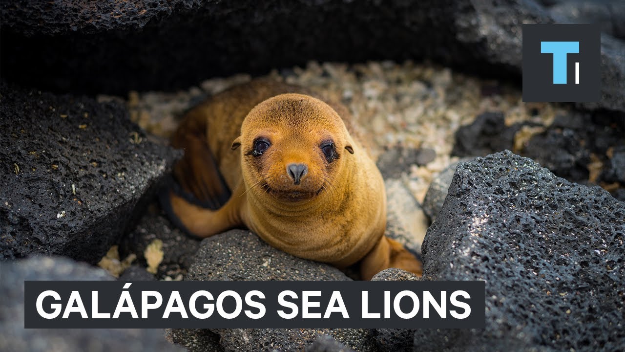 sea creature largest Incredible footage of the Galápagos sea lions — the welcoming party of the islands