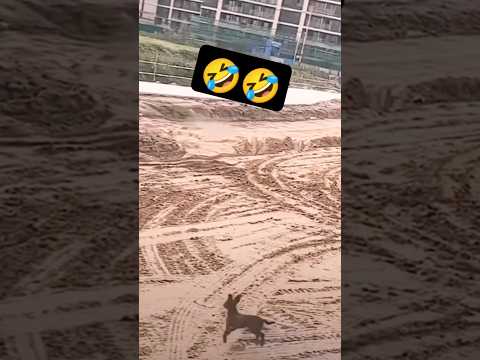 Dog Funny Idjdu Didi Djdbb 8 Heirh Rjrir Rirjr Rj