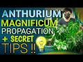 ANTHURIUM MAGNIFICUM (ACTUAL PROPAGATION) + SECRET TIPS REVEALED plantzilla bhl