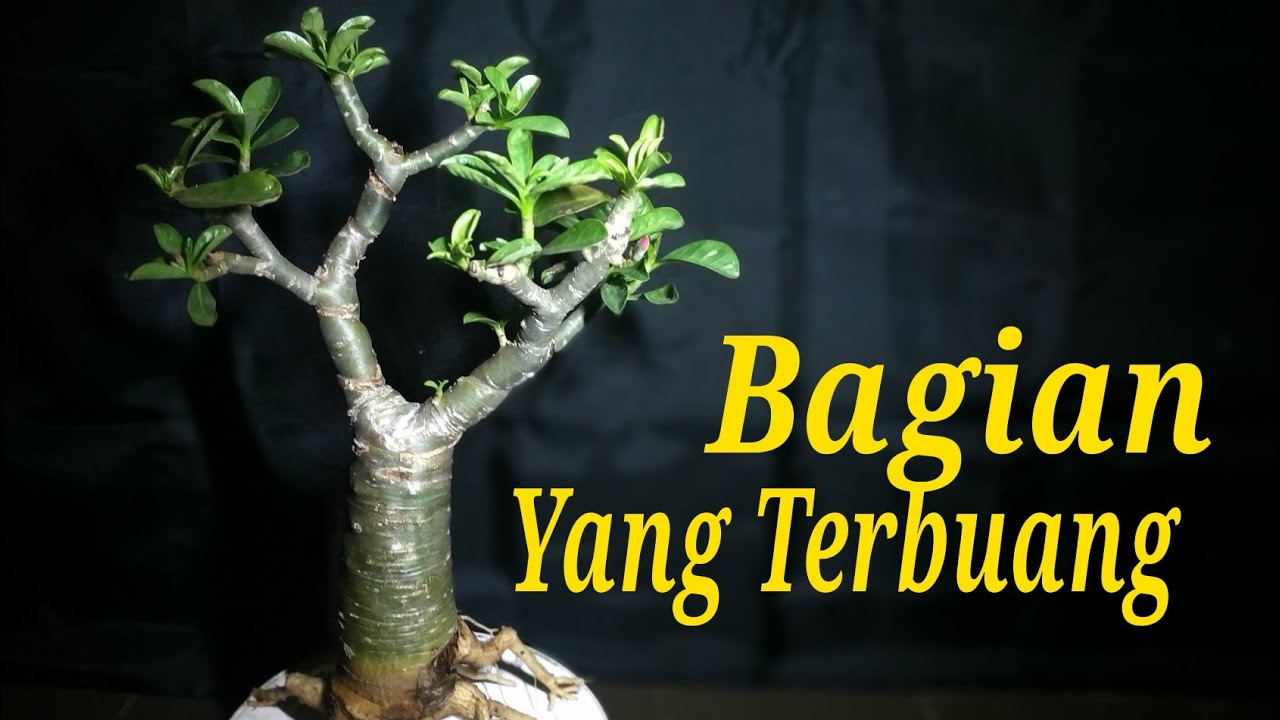 Adenium cutting RCN || Review Akar dan cabang