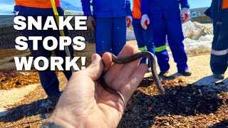 SNAKE STOPS WORK!