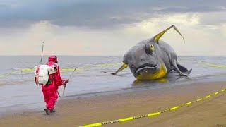 15 Strangest Things Washed Up on Beaches!