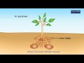 Animation 12.1 The process of vegetative propagation