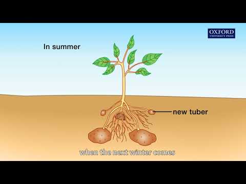Video: Kuris augalas vegetatyviškai dauginasi šaknimis?