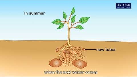 Animation 12.1 The process of vegetative propagation