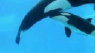 Orcas And Calves Something Far Greater