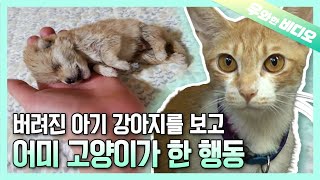 Surprising Behavior of a Mother Cat to an Abandoned Puppy