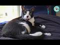 My Rescue Cat HATES My Boyfriend... Over a Pillow
