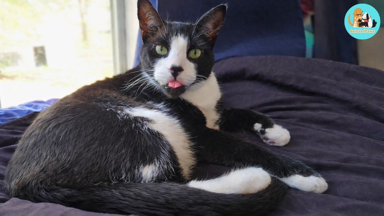 My Rescue Cat HATES My Boyfriend… Over a Pillow