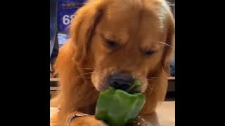 New Funny and Fail Videos 2023 😂 Cutest People Doing Funny Things 😺😍 Part 18